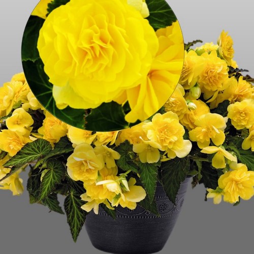 Begonia tuberhybrida 'Nonstop® Joy Yellow' - Mugulbegoonia 'Nonstop® Joy Yellow' P9/0,55L